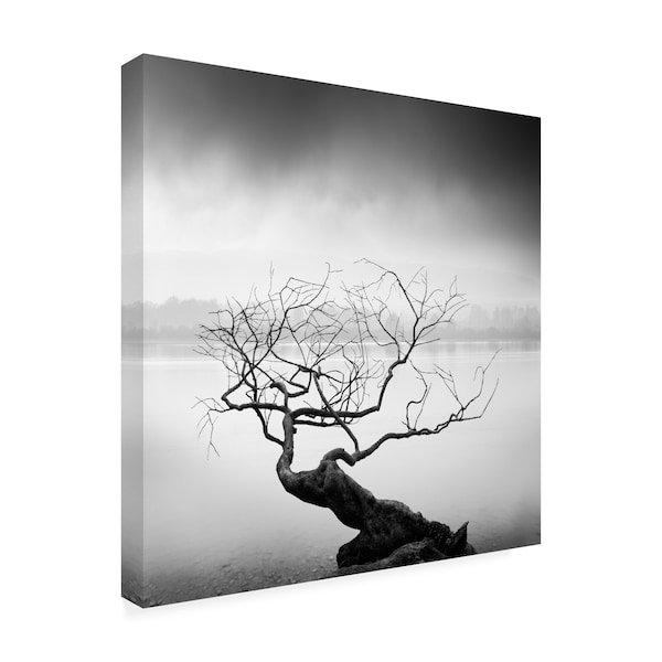 George Digalakis 'Root To Branches' Canvas Art,18x18
